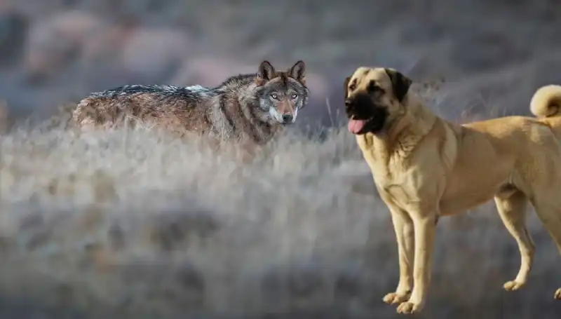 Kangal Köpeğine Talep Patladı: Kurt Popülasyonundaki Artış Etkileri