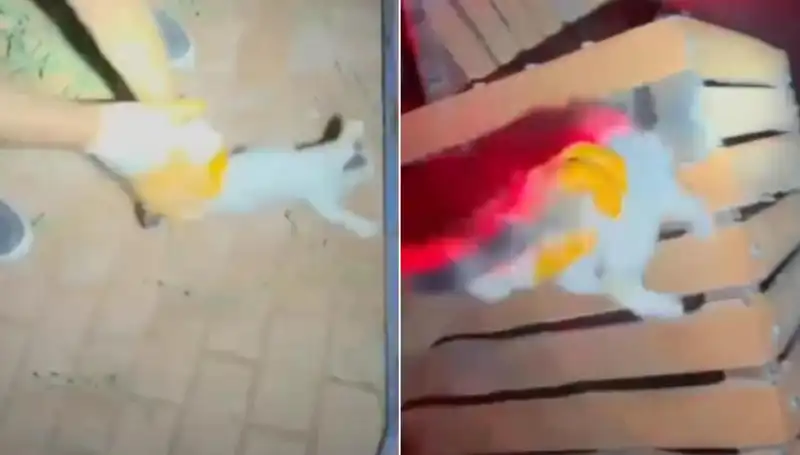 Gece Yarısı İtfaiye Kurtarma Operasyonu: Bir Kedi Hayata Döndü!
