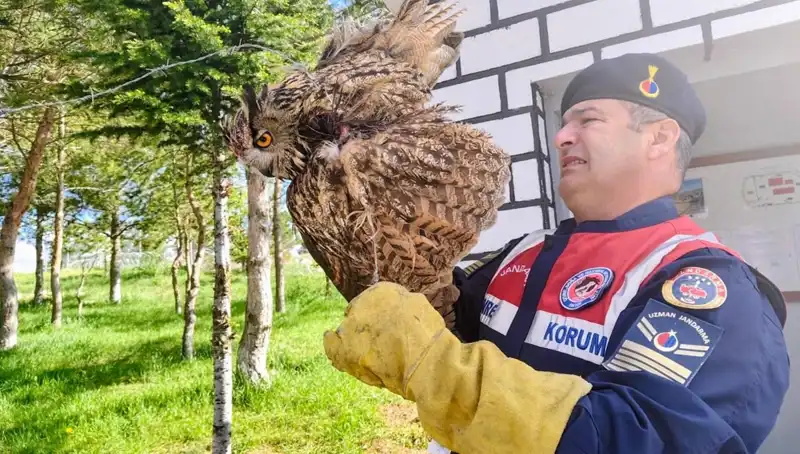 Dikenli Tellere Takılan Puhu, İyileşmek Üzere Tedavi Altına Alındı