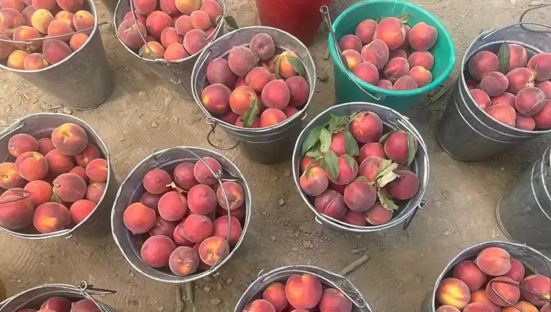 Çiftçiler Hasat Sezonuna Girdi: Fiyatlar 100 Lira ile Yüz Güldürüyor!