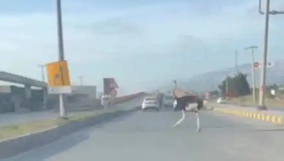 Trafikte Deve Kuşu Şaşkınlığı: Sıradışı Bir Olay Nasıl Yaşandı?