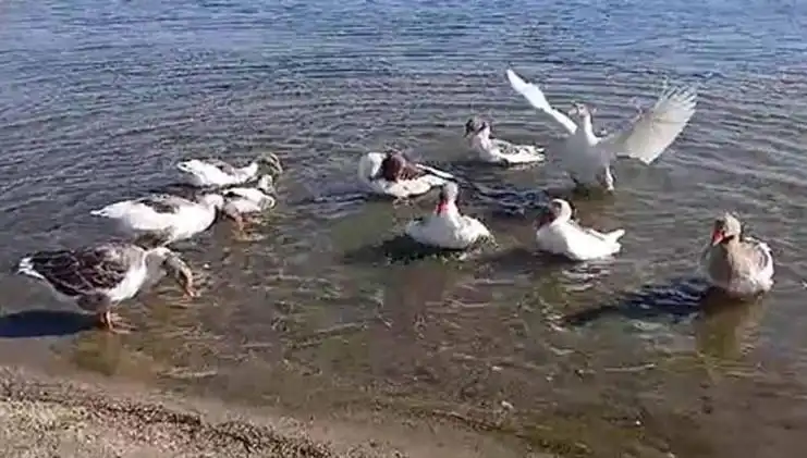 Kazların Denizde Yüzmesi Tartışma Yarattı, Kümese Hapsedildi!