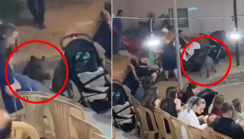 Yaban Domuzu Düğüne Dalınca Eğlenceye Kaos Geldi