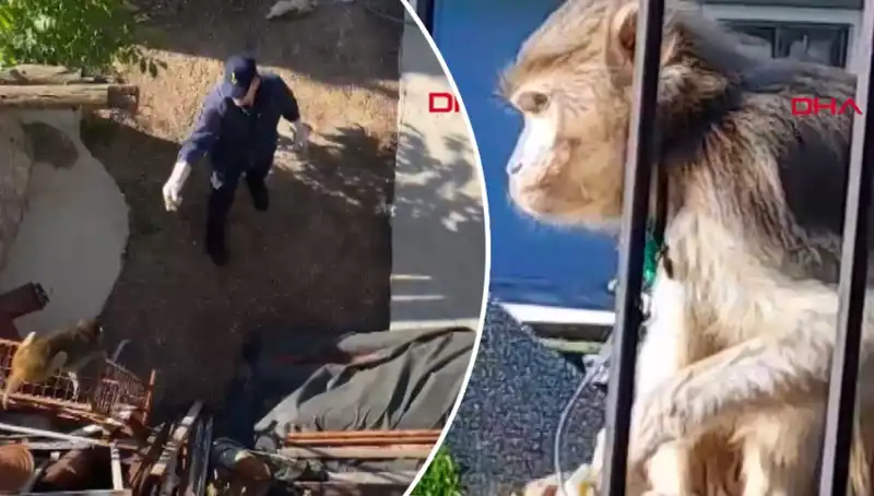 Muğla'da Mahallede Komik Maymun Kovalamacası: Bir Gün Boyunca Eğlence