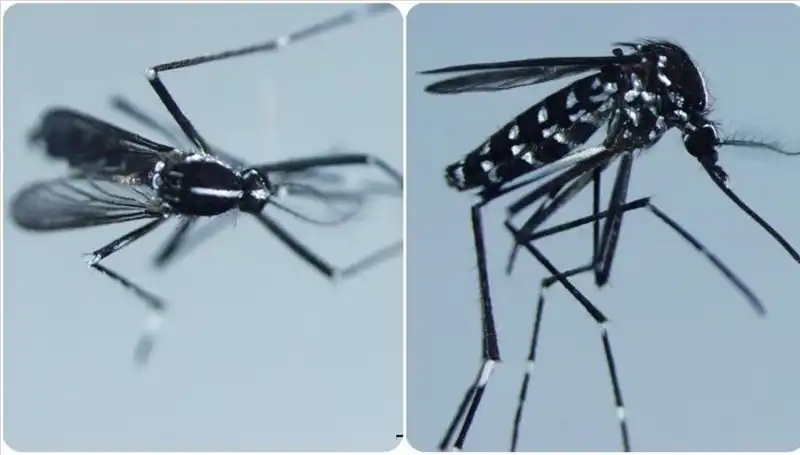 Chikungunya Virüsü: Ülkemizde Görülen Tehlikeli Belirtiler ve Korunma Yöntemleri