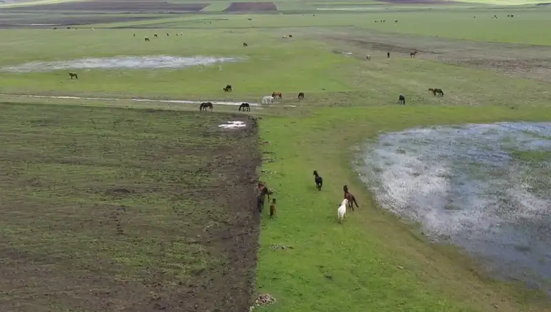 Kars'ın Büyüleyici Doğasında Yılkı Atları Şaşkınlık Yarattı