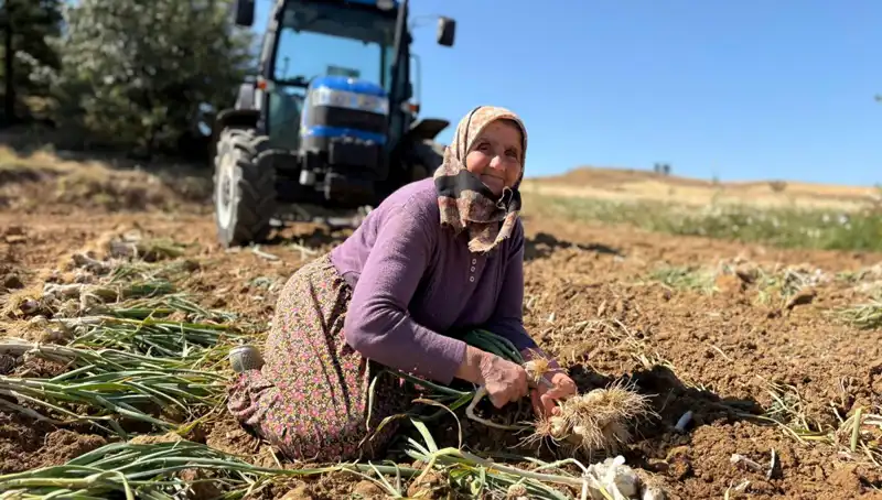 Türkiye’nin Selenyum Deposunu Keşfedin: Tarladan Bin 200 Liraya İşleniyor!