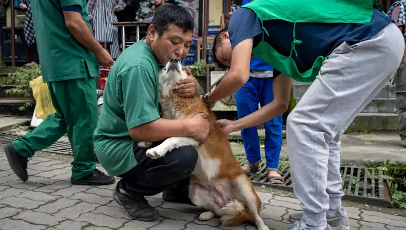 Filipinler’de Kuduz Alarmı: 2024'te 426 Can Gitti, Nedenleri ve Çözüm Yolları