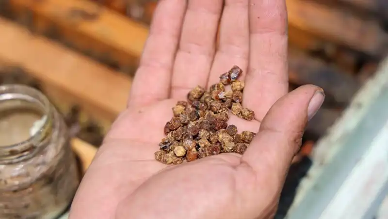 Eskiden Çöpe Giden Besin, Şimdi Kilosu 3000 TL’den Satılıyor