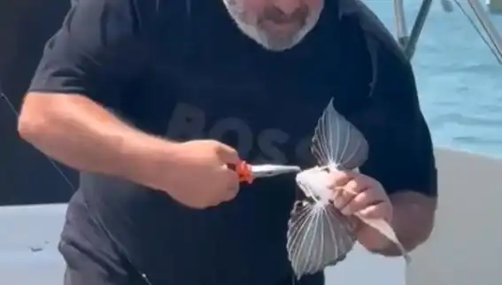 Saros Koyu'nda Nadir Görünen Kırlangıç Balığı Oltaya Takıldı!