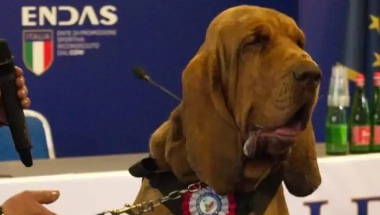 Arama Köpeğine Yapılan Suikast: Çivili Sosisle Öldürüldü