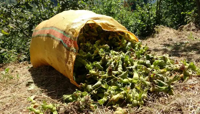 Giresun'da Fındık Hasadı Başladı: Çiftçiler Umutla Bekliyor!