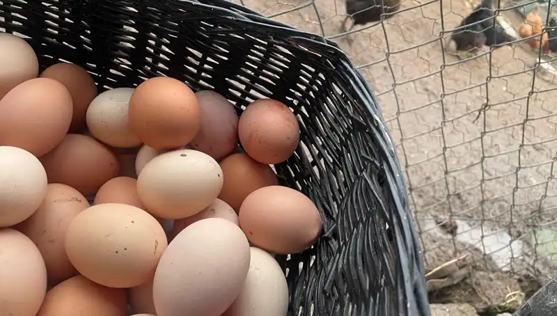 Okullar Açılıyor: Dünyanın En Ucuz Proteini Öğrencileri Kurtaracak!