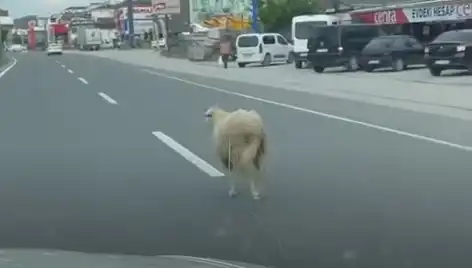 Yalova'da Kaçan Kurbanlık Hayvanlar Şehir Trafiğini Alt Üst Etti