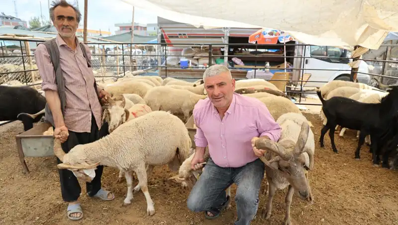 Kurban Pazarında İlginç Görüntüler: 4 Boynuzlu Koçlar Dikkatleri Üzerine Çekti