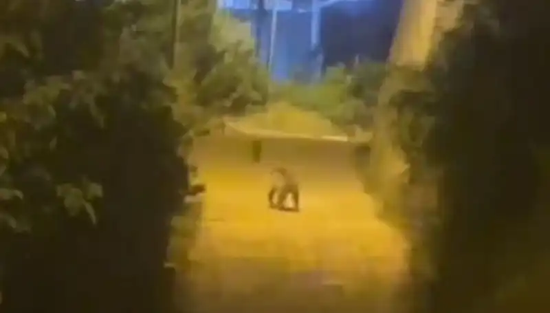 Gümüşhane Şehir Merkezinde Ayı Alarmı: Neler Oldu?